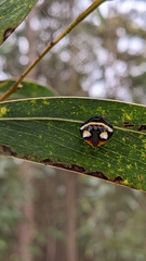 Poecilopachys australasia