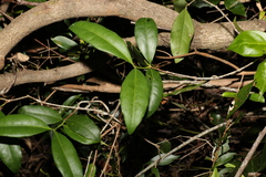 Loeseneriella barbata