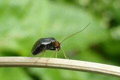 Halticus luteicollis