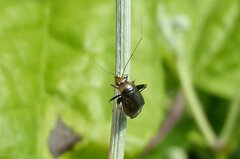 Halticus luteicollis