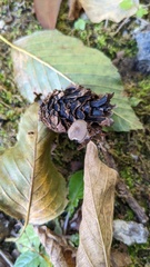 Strobilurus stephanocystis