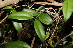 Loeseneriella barbata