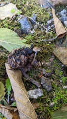 Strobilurus stephanocystis