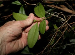 Loeseneriella barbata