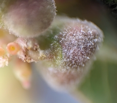 Podosphaera euphorbiae