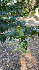 Ligustrum japonicum