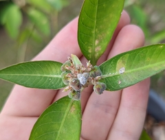 Podosphaera euphorbiae