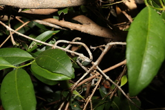 Loeseneriella barbata
