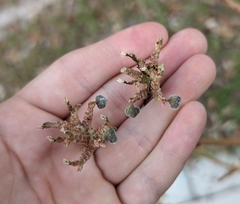 Podosphaera euphorbiae