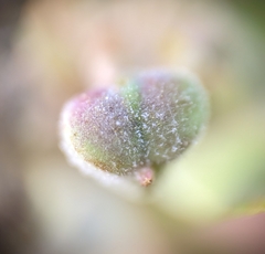 Podosphaera euphorbiae