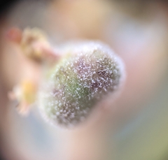 Podosphaera euphorbiae