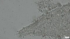 Strobilurus stephanocystis