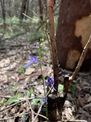 Lobelia dentata