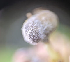 Podosphaera euphorbiae