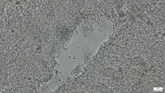 Strobilurus stephanocystis