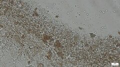 Strobilurus stephanocystis