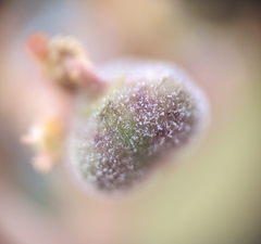 Podosphaera euphorbiae