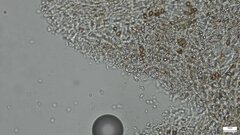 Strobilurus stephanocystis