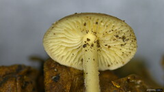 Strobilurus stephanocystis