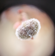 Podosphaera euphorbiae