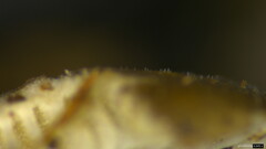 Strobilurus stephanocystis