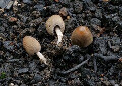 Coprinellus angulatus
