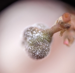 Podosphaera euphorbiae