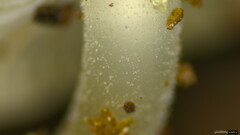 Strobilurus stephanocystis