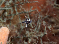 Pareques acuminatus