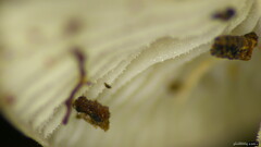 Strobilurus stephanocystis