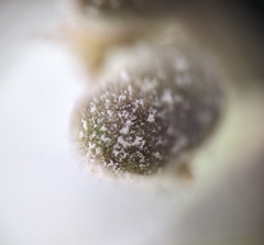 Podosphaera euphorbiae