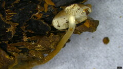 Strobilurus stephanocystis