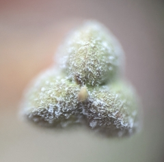 Podosphaera euphorbiae