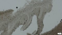 Strobilurus stephanocystis