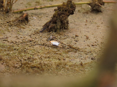 Leptuca leptodactyla