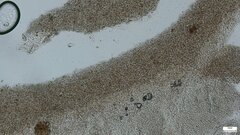 Strobilurus stephanocystis