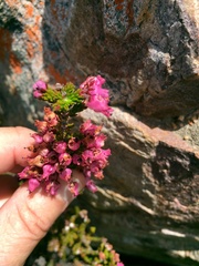 Erica lateralis