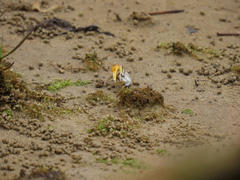 Leptuca leptodactyla