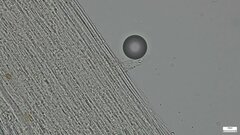 Strobilurus stephanocystis