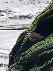 Cinclodes patagonicus