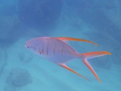 Trachinotus rhodopus