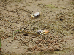 Leptuca leptodactyla