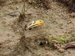 Leptuca leptodactyla