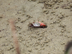 Leptuca uruguayensis