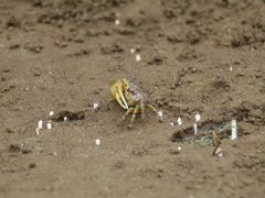 Leptuca leptodactyla