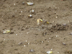 Leptuca leptodactyla