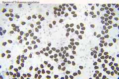 Coprinellus angulatus