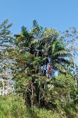 Bactris gasipaes