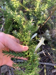 Chloanthes stoechadis