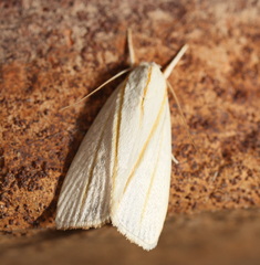 Cryptophasa flavolineata